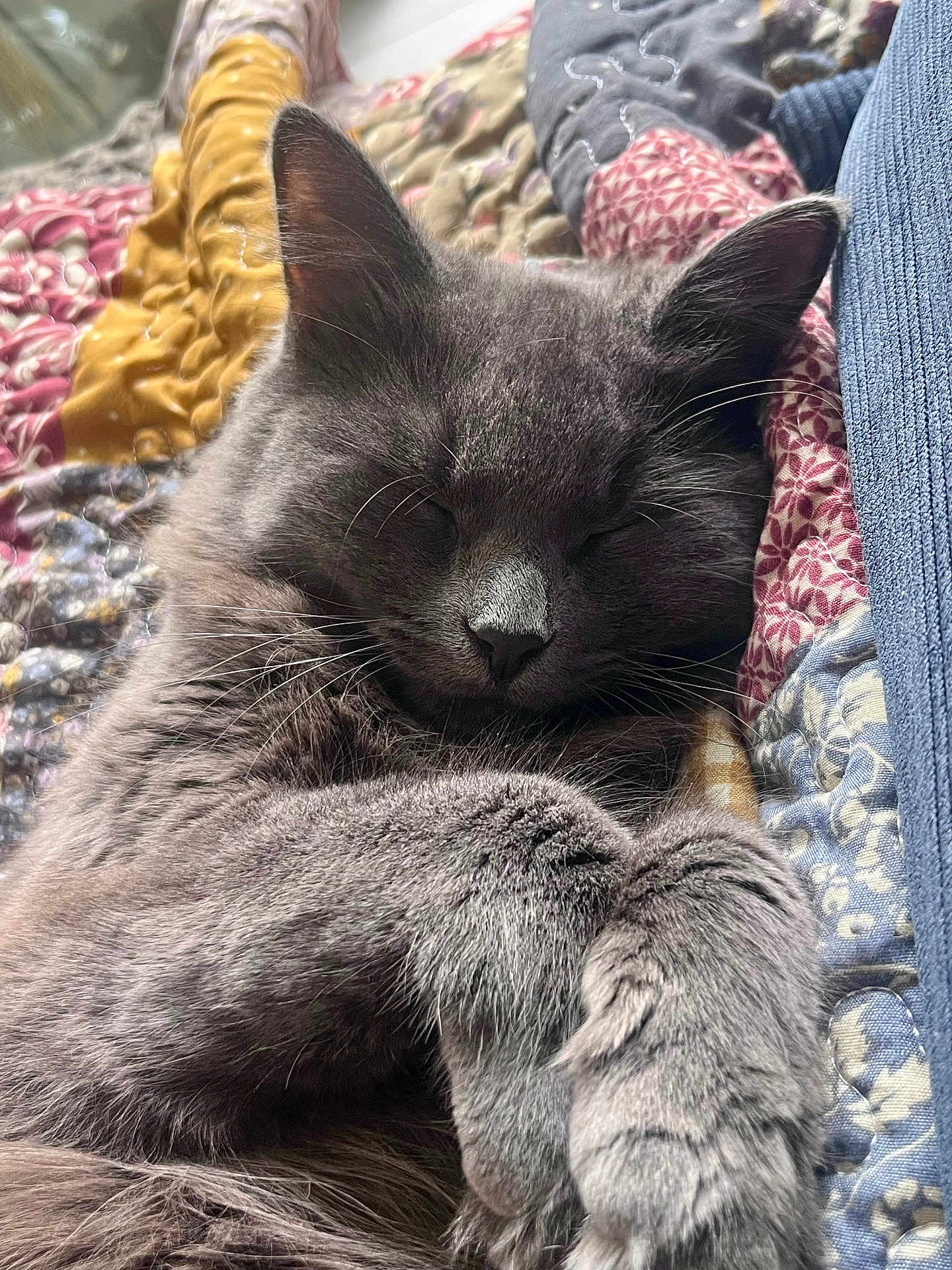 Kitty