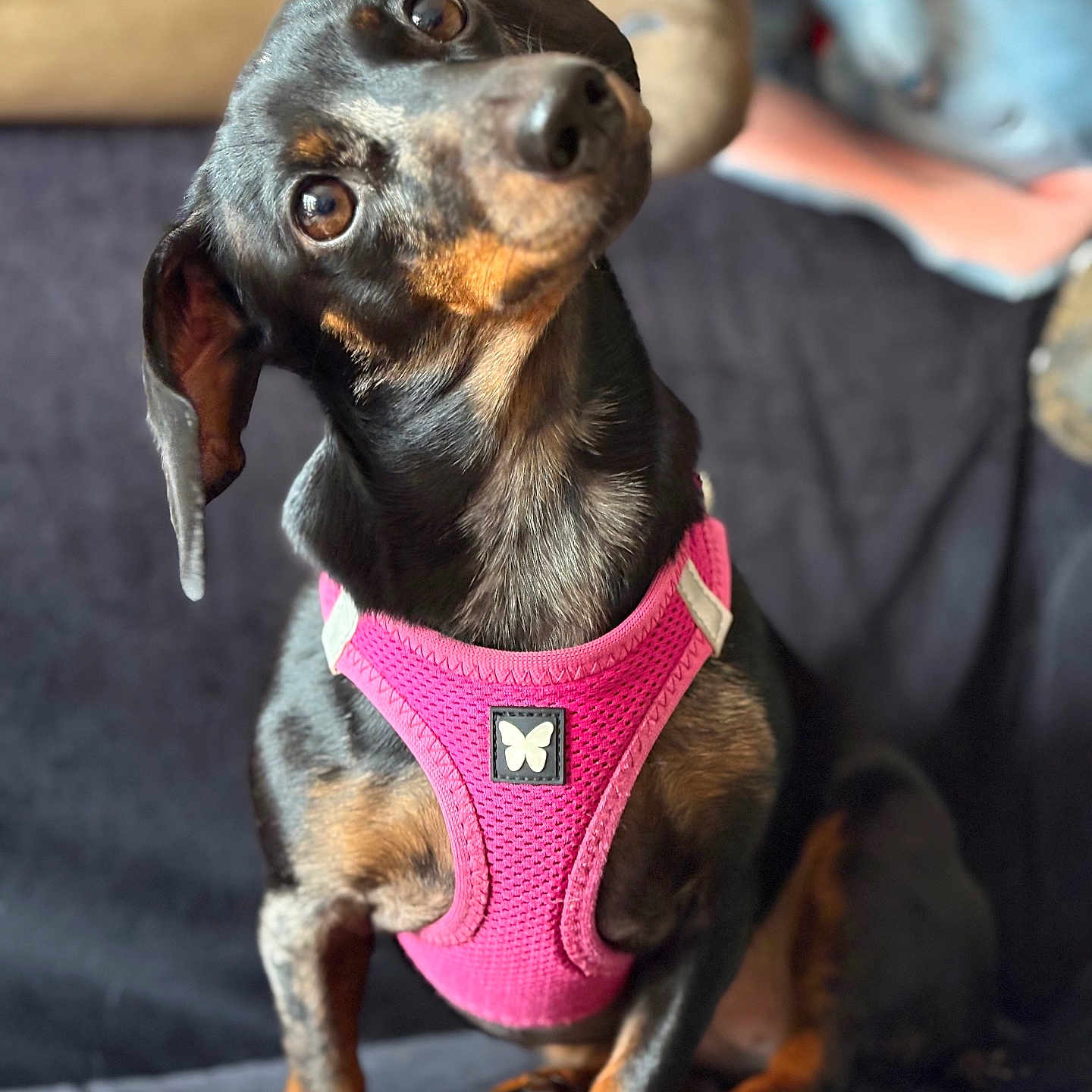Daisy a rejoint le concours — aidez-le/la à gagner de superbes lots ! animal, beagle, bodypart, canine, chihuahua, clothing, couch, cushion, dog, footwear, furniture, harness, homedecor, hound, lingerie, pet, puppy, shoe, snout, underwear