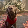 dog, puppy, red_sweater, christmas_tree, holiday, indoor, rug, decorations, warm_lighting, festive, pet, cute, sitting, brown_dog, home, living_room, floor, animal, cozy, seasonal