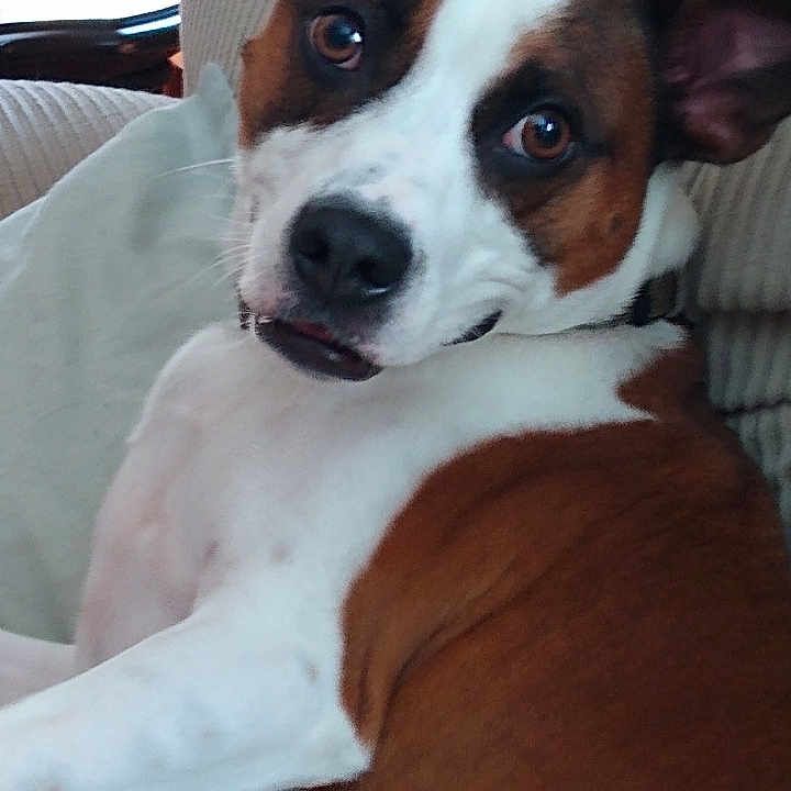 Rocket is registered to the contest to win money with this photo: animal, beagle, bostonbull, boxer, bulldog, canine, couch, cushion, dog, furniture, homedecor, hound, indoors, interiordesign, pet, photography, pitbull, pointer, puppy, snout