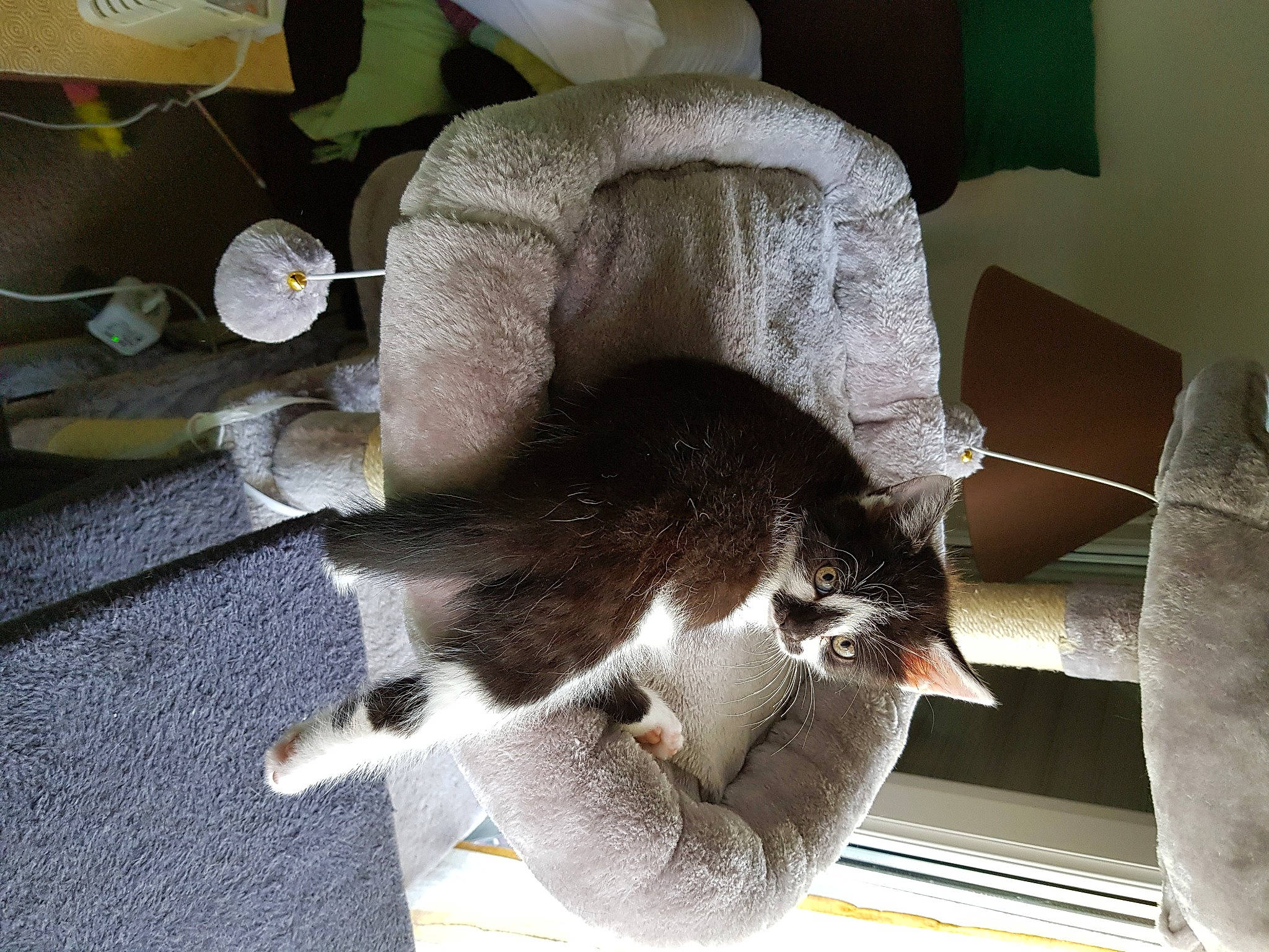 Petitbout participe au concours pour gagner de l'argent avec cette photo : carnivore, cat, cat_supply, claw, comfort, domestic_short_haired_cat, felidae, flooring, fur, grey, hardwood, nap, paw, pet_supply, room, small_to_medium_sized_cats, tail, whiskers