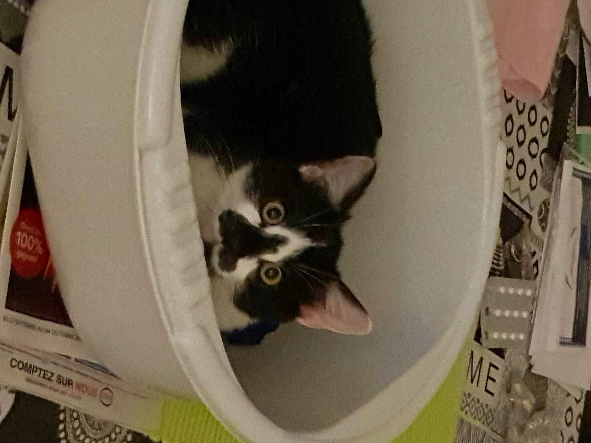 Petitbout participe au concours pour gagner de l'argent avec cette photo : box, cardboard, carnivore, cat, cat_supply, circle, comfort, domestic_short_haired_cat, felidae, fur, mammal, packaging_and_labeling, paper, paper_product, pet_supply, photo_caption, room, small_to_medium_sized_cats, tail, whiskers