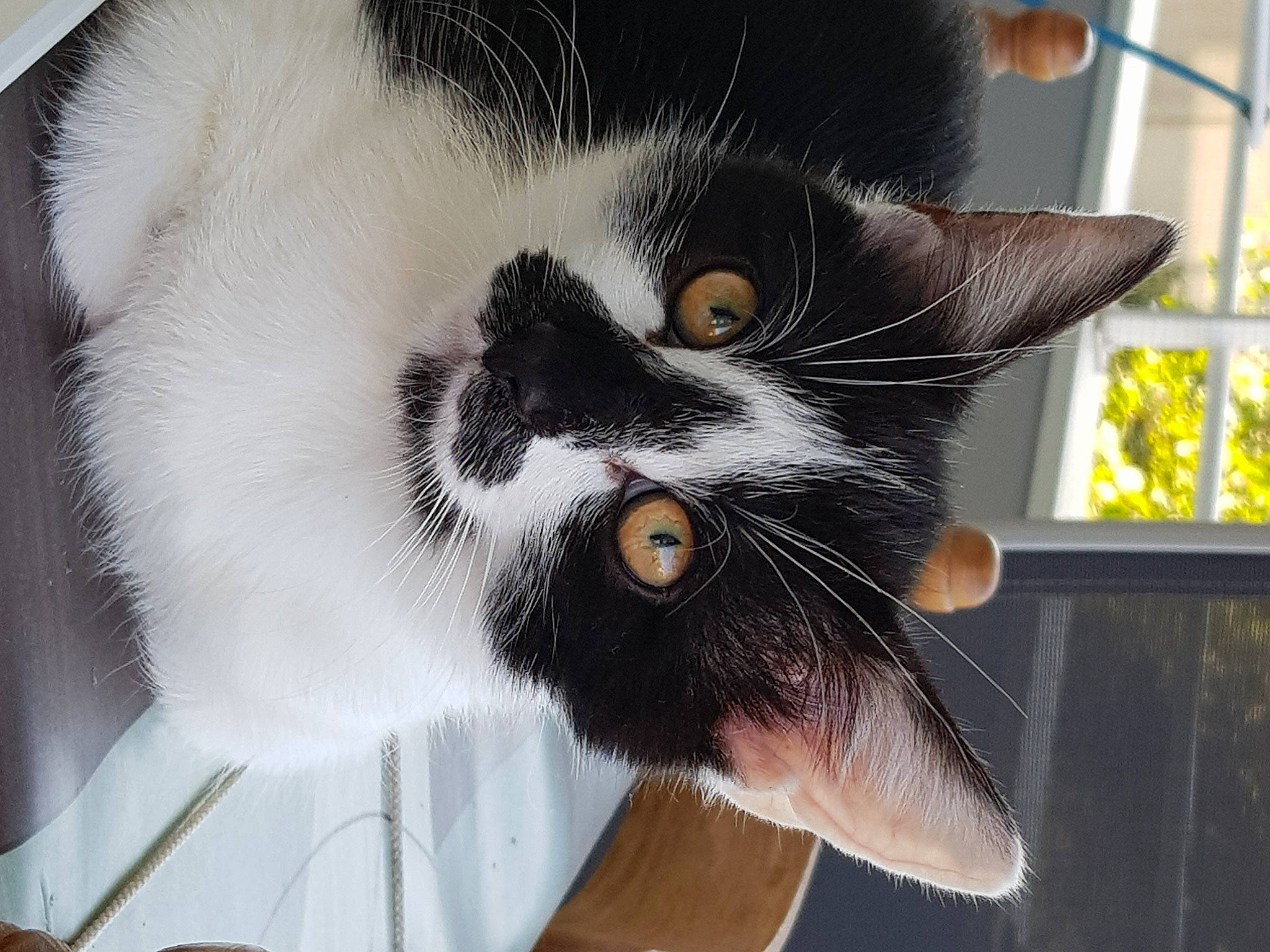 Petitbout participe au concours pour gagner de l'argent avec cette photo : black_cat, carnivore, cat, claw, comfort, domestic_short_haired_cat, ear, felidae, fur, moustache, nose, paw, plant, small_to_medium_sized_cats, snout, tail, terrestrial_animal, whiskers, window