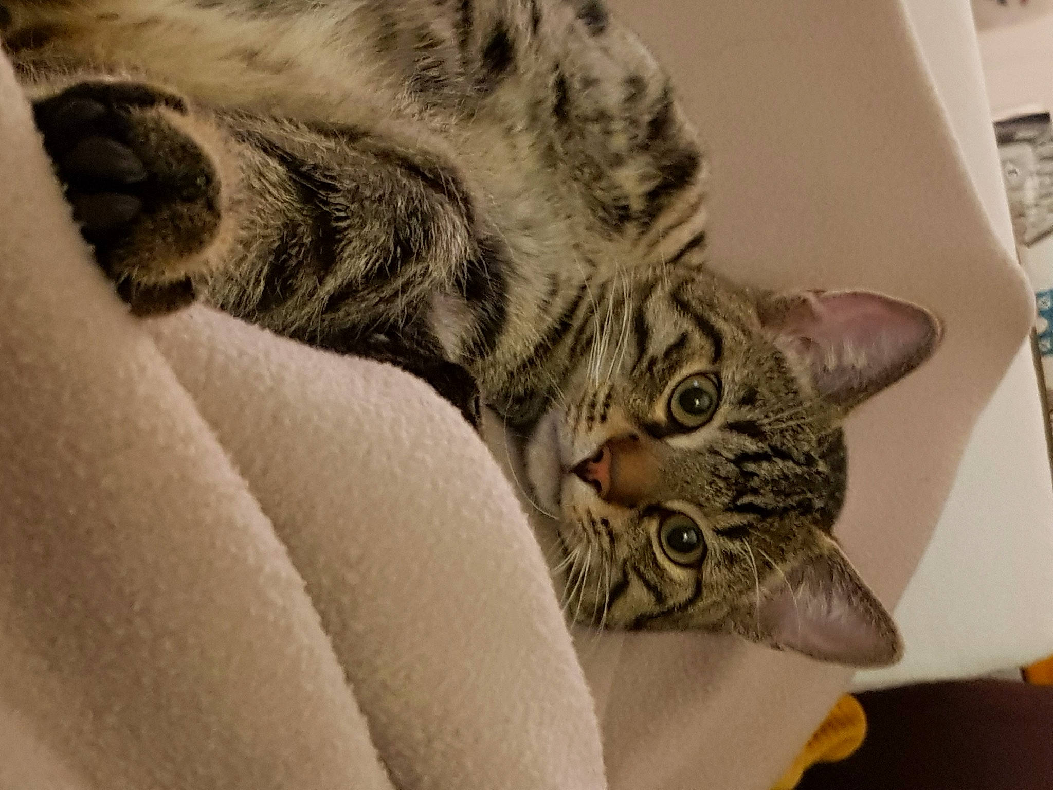 Peanut participe au concours pour gagner de l'argent avec cette photo : bed, carnivore, cat, claw, comfort, domestic_short_haired_cat, door, ear, eye, felidae, fur, grey, paw, small_to_medium_sized_cats, snout, whiskers, window