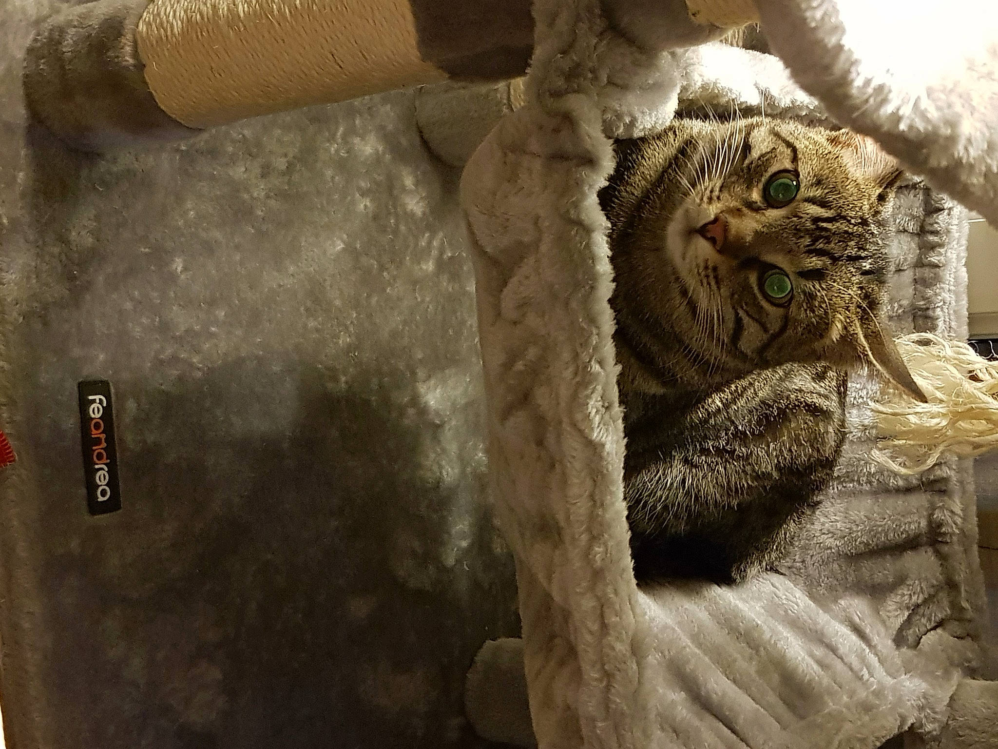 Peanut a rejoint le concours — aidez-le/la à gagner de superbes lots ! art, artifact, carnivore, cat, claw, domestic_short_haired_cat, felidae, fur, jaw, pattern, sculpture, small_to_medium_sized_cats, snout, tail, terrestrial_animal, trunk, whiskers, white, wildlife, wood