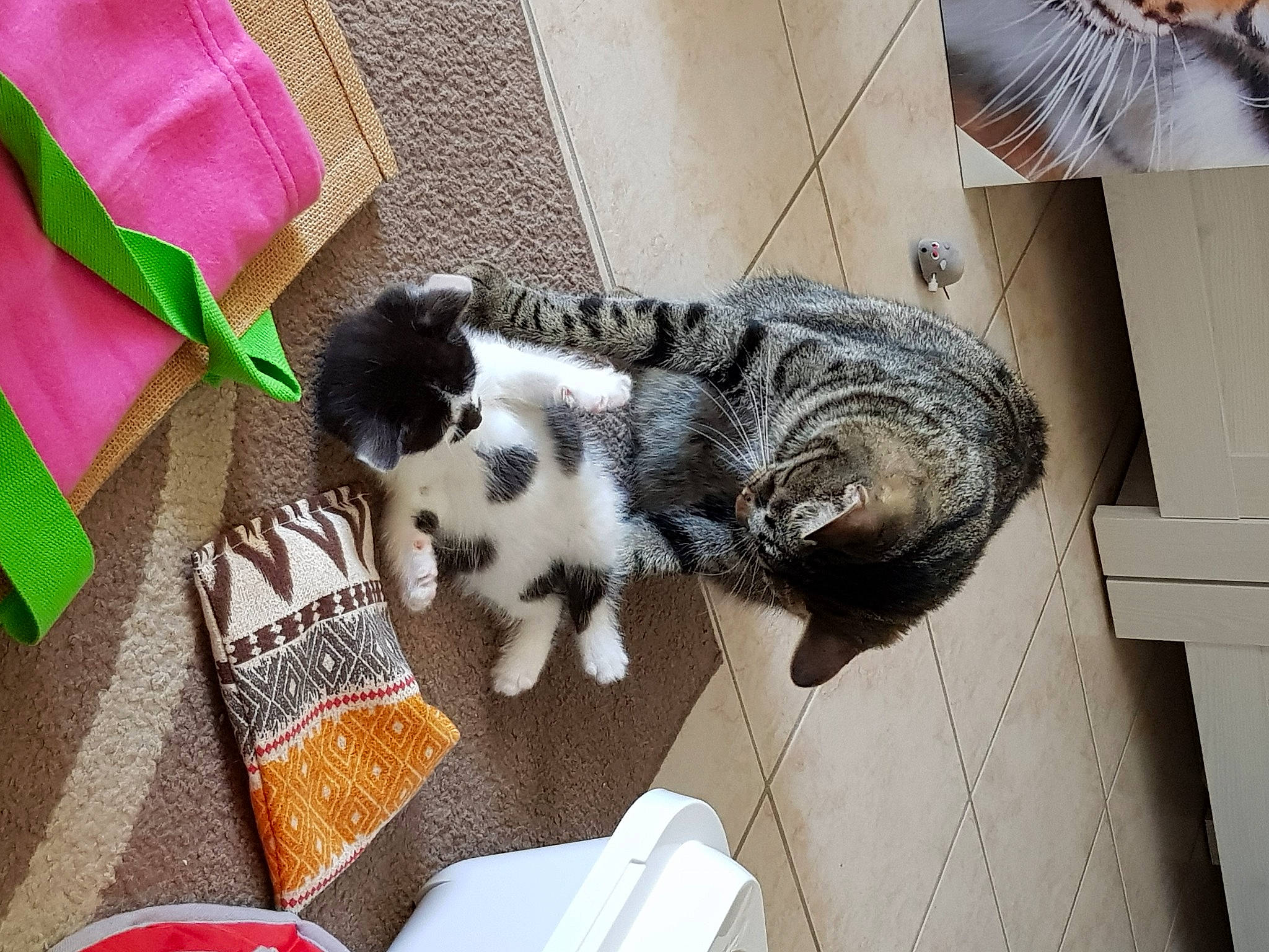 Peanut participe au concours pour gagner de l'argent avec cette photo : canidae, carnivore, cat, cat_supply, claw, companion_dog, dog_breed, domestic_short_haired_cat, felidae, flooring, fur, linens, pet_supply, small_to_medium_sized_cats, sporting_group, tail, terrestrial_animal, whiskers