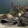 Melusekitty is registered to the contest to win money with this photo: cat, tabby, pet, animal, feline, bed, towel, indoor, relaxed, whiskers, paw, soft_texture, striped, curious, resting, cozy, domestic, fur, cute, laying_down