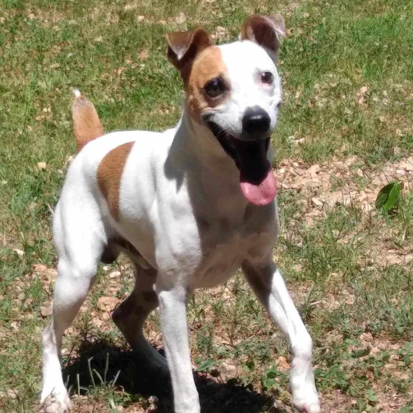 Harley is registered to the contest to win money with this photo: accessories, animal, ball, bostonbull, boxer, bulldog, canine, chihuahua, dog, football, grass, hound, pet, pitbull, plant, soccer, soccerball, sport, tennis, tennisball