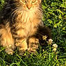 Susan joined the competition — help win amazing prizes! animal, cat, cute, daylight, eyes, feline, flowers, fluffy, fur, grass, greenery, mammal, nature, outdoor, pet, portrait, sitting, sunlight, tabby, whiskers