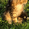 Susan is registered to the contest to win money with this photo: animal, cat, cute, daylight, feline, flower, fluffy, fur, grass, greenery, mammal, nature, outdoor, peaceful, pet, plant, profile, sitting, sunlight, whiskers