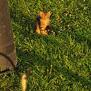 Susan joined the competition — help win amazing prizes! animal, blurred_foreground, cat, closeup, daylight, feline, field, flower, grass, greenery, nature, orange_fur, outdoor, peaceful, pet, plant, sitting, sunlight, sunshine, wildlife