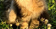 Susan is registered to the contest to win money with this photo: adorable, animal, cat, closeup, cute, feline, flower, fluffy, grass, greenery, meadow, nature, outdoor, peaceful, pet, relaxed, sunlight, sunny, tabby, whiskers