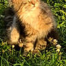 adorable, animal, cat, closeup, cute, feline, flower, fluffy, grass, greenery, meadow, nature, outdoor, peaceful, pet, relaxed, sunlight, sunny, tabby, whiskers