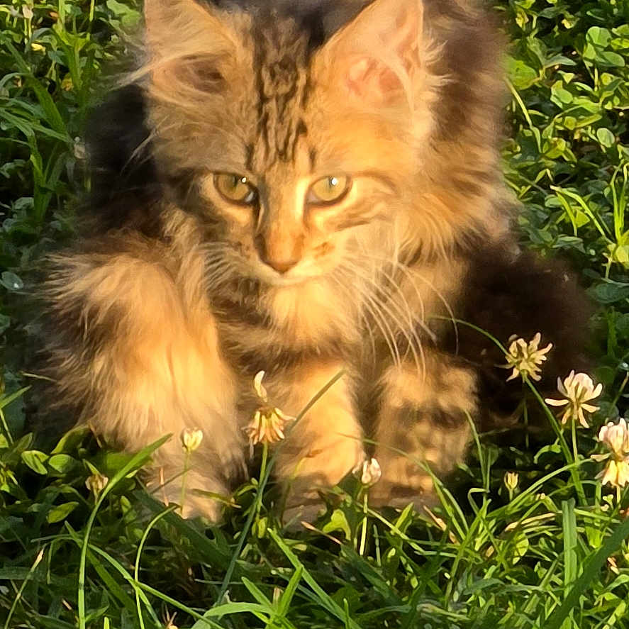 Susan