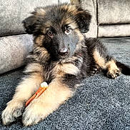 Diesel joined the competition — help win amazing prizes! puppy, dog, german_shepherd, chew_toy, carpet, couch, indoor, pet, fluffy, cute, animal, lying_down, brown, black, fur, paws, young, looking_at_camera, relaxed, domestic