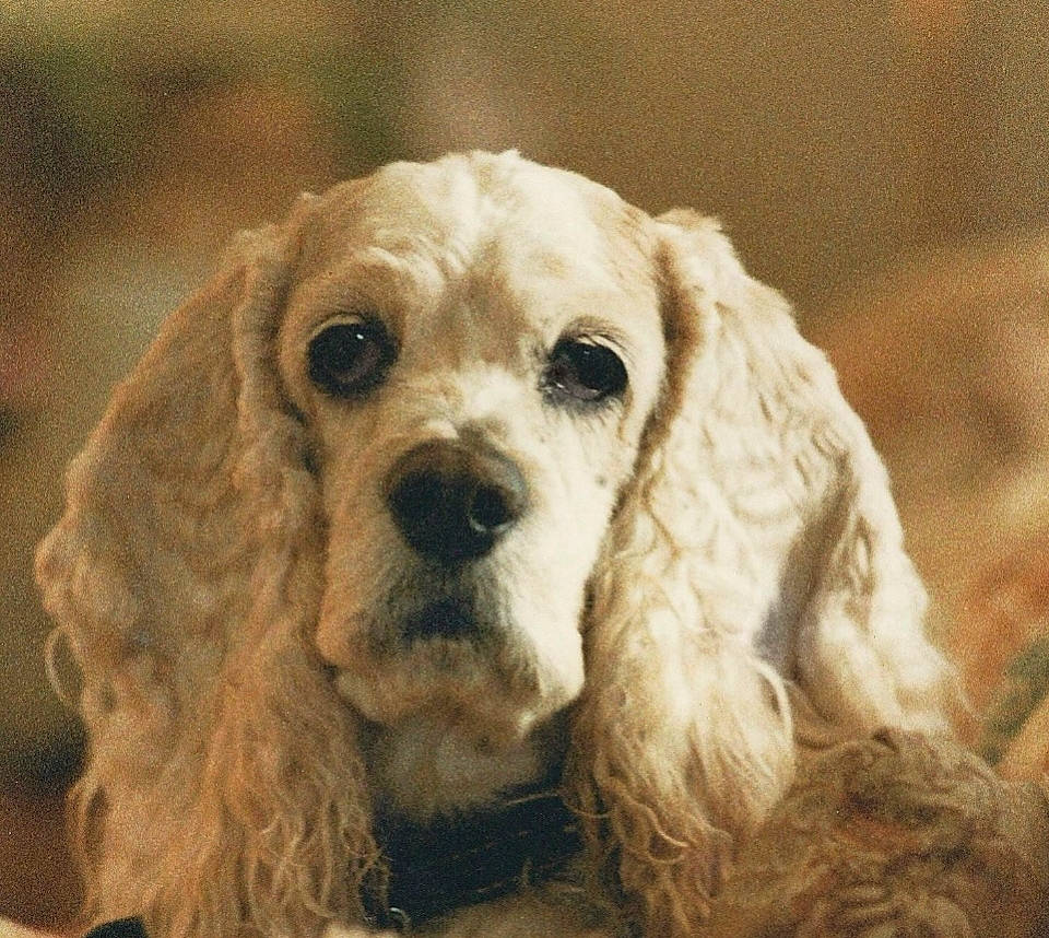 Sammy is registered to the contest to win money with this photo: canidae, carnivore, cocker_spaniel, companion_dog, dog, dog_breed, eye, fawn, fur, gun_dog, head, liver, snout, spaniel, sporting_group, terrestrial_animal, toy_dog, whiskers, wood, working_animal