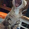 Raskool joined the competition — help win amazing prizes! animal, blue_surface, blur, cat, closeup, cute, domestic_animal, feline, fur, furniture, grainy, indoor, kitten, mouth_open, orange_object, pet, sitting, tabby, whiskers, yawning