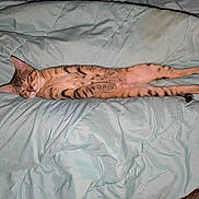 Raskool joined the competition — help win amazing prizes! animal, bed, blanket, cat, comfort, cozy, cute, ears, feline, fur, indoor, lying_down, pet, relaxed, resting, sleeping, striped, tabby, tail, whiskers