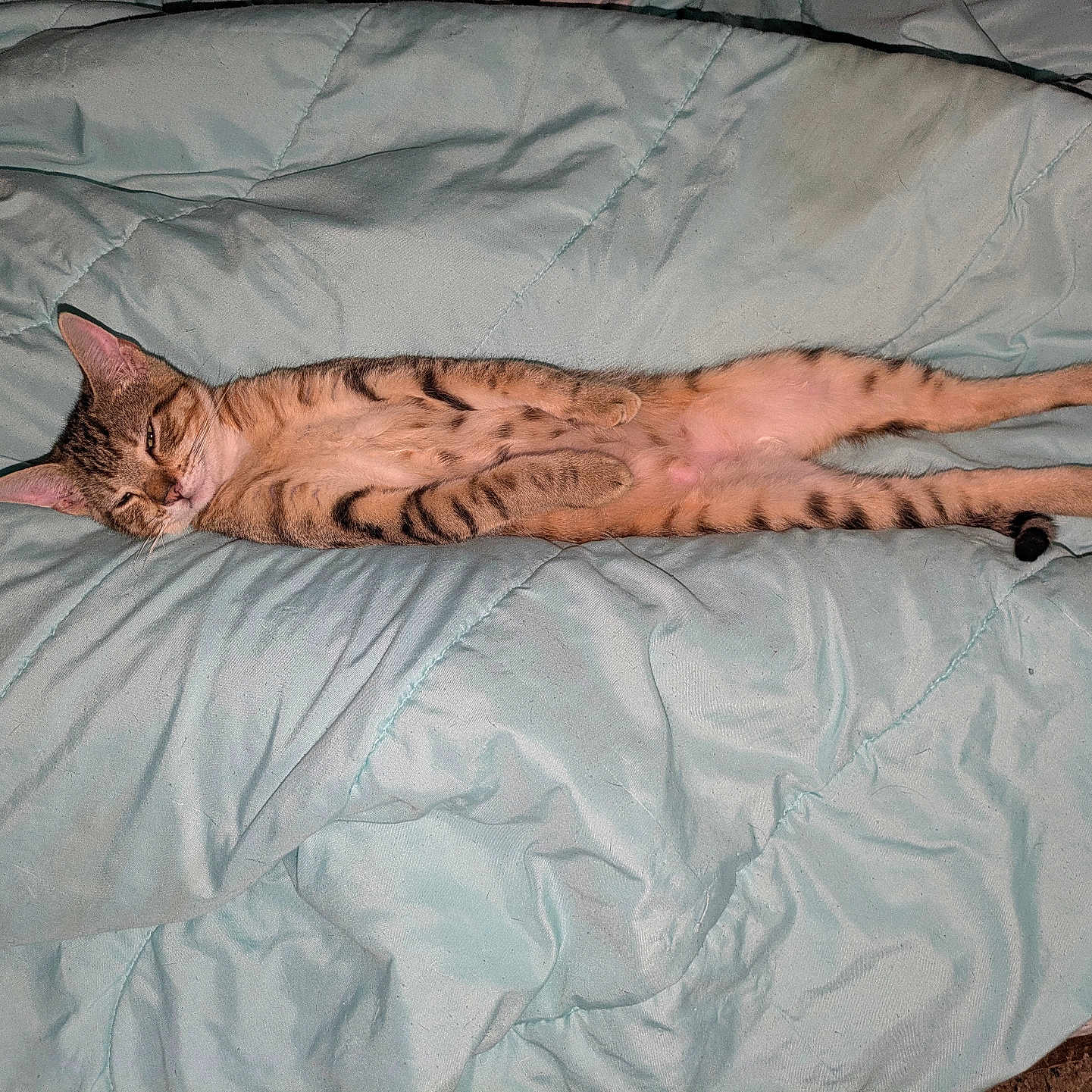 Raskool joined the competition — help win amazing prizes! animal, bed, blanket, cat, comfort, cozy, cute, ears, feline, fur, indoor, lying_down, pet, relaxed, resting, sleeping, striped, tabby, tail, whiskers