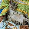 animal, blanket, cozy, cute, fabric, fur, indoor, kitten, mammal, pattern, paw, pet, quilt, relaxing, resting, sleeping, small, soft, tabby, young