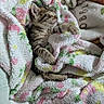 animal, blanket, cat, comfort, cozy, cute, cute_animal, face, fluffy, fur, indoor, kitten, paw, pet, relaxing, resting, sleeping, small, soft, tabby