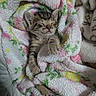 animal, blanket, closeup, comfort, cozy, cute, fluffy, fur, indoor, kitten, nap, paw, peaceful, pet, resting, sleeping, snuggled, soft, tabby, young