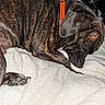 animal, bed, blanket, brindle, canine, closeup, collar, cozy, dog, domestic_animal, fur, indoor, mammal, nap, orange_collar, paw, pet, relaxation, resting, sleeping