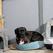 Prissleigh joined the competition — help win amazing prizes! dog, brindle, pet_bed, indoor, litter_box, cat_tree, gray_wall, floor, collar, resting, canine, household, comfort, relaxed, domestic, animal, side_view, furniture, quiet, medium_size