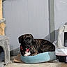 animal, brindle, canine, cat_tree, collar, comfort, dog, domestic, floor, furniture, gray_wall, household, indoor, litter_box, medium_size, pet_bed, quiet, relaxed, resting, side_view