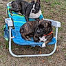 animal, black_and_white, brindle, canine, collar, companions, dog, funny, grass, lawn_chair, nature, outdoor, pet, playful, relaxed, resting, seat, summer, two_dogs, worn_out
