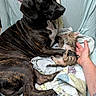 animal, blanket, brindle, comfort, companion, cozy, cute, dog, domestic, fur, hand, indoor, kitten, mammal, pet, playing, quilt, resting, small, young