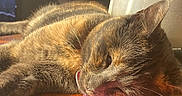 Zoe joined the competition — help win amazing prizes! cat, close_up, coaster, daylight, domestic_animal, feline, fur, home, indoor, peaceful, pet, plant, potted_plant, relaxing, resting, sleeping, sunlight, table, window, wooden_table