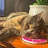 Zoe joined the competition — help win amazing prizes! cat, sleeping, table, coaster, sunlight, indoor, plant, potted_plant, wooden_table, relaxing, feline, fur, domestic_animal, peaceful, resting, close_up, daylight, home, pet, window