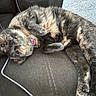 Zoe joined the competition — help win amazing prizes! animal, cat, collar, couch, cozy, curious, cute, domestic_animal, feline, fur, home, indoor, pet, pillow, relaxed, resting, soft, tortoiseshell, upside_down, whiskers