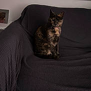 Zoe is registered to the contest to win money with this photo: cat, tortoiseshell_cat, pet, feline, indoor, couch, furniture, home, domestic_animal, sitting, looking, textured_fabric, gray, cozy, collar, side_table, photograph, minimalistic, animal, resting