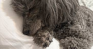 Diamond is registered to the contest to win money with this photo: animal, bedroom, canine, close_up, cozy, curly_fur, cute, dog, domestic_animal, fluffy, fur_texture, gray_fur, indoor, nap, pet, pillow, poodle, relaxation, resting, sleeping