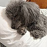dog, poodle, sleeping, gray_fur, curly_fur, cozy, indoor, pillow, resting, pet, animal, cute, fluffy, close_up, relaxation, bedroom, fur_texture, canine, domestic_animal, nap