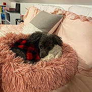 Diamond joined the competition — help win amazing prizes! dog, pet, bed, pink, plush_toy, blanket, pillow, bedroom, fur, cute, sleeping, cozy, plaid, small_dog, indoor, resting, snuggling, furniture, soft, animal