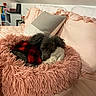 dog, pet, bed, pink, plush_toy, blanket, pillow, bedroom, fur, cute, sleeping, cozy, plaid, small_dog, indoor, resting, snuggling, furniture, soft, animal