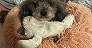 Diamond is registered to the contest to win money with this photo: dog, stuffed_toy, bed, blanket, furry, pet, indoor, cozy, comfort, cute, animal, relaxing, toy, fluffy, brown, gray, soft, resting, bedroom, cuddly