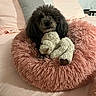 dog, poodle, pet_bed, stuffed_toy, bed, pillow, pink, fluffy, cozy, indoor, sleepy, cute, toy, fur, comfort, resting, animal, home, blanket, soft