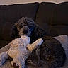 dog, stuffed_toy, blanket, couch, pet, fur, indoor, snuggling, cozy, soft, toy, animal, companion, relaxing, curly_fur, brown, black, cute, comfort, home