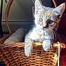 kitten, cat, basket, indoor, sunlight, cozy, blanket, fur, pet, animal, cute, curious, relaxed, wooden_floor, woven, domestic, whiskers, ears, paws, feline