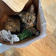 Bella is registered to the contest to win money with this photo: cat, tabby, paper_bag, flower, artificial_flower, greenery, wooden_floor, pet, fur, whiskers, curious, indoor, cozy, animal, cute, looking_up, domestic_cat, relaxed, close_up, household