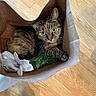 cat, tabby, paper_bag, flower, artificial_flower, greenery, wooden_floor, pet, fur, whiskers, curious, indoor, cozy, animal, cute, looking_up, domestic_cat, relaxed, close_up, household