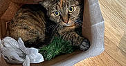 Bella is registered to the contest to win money with this photo: cat, tabby_cat, paper_bag, flower, greenery, wood_floor, pet, animal, cute, cozy, indoor, feline, curious, whiskers, ears, paws, looking_up, brown, white, domestic_animal