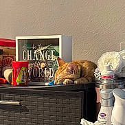 Mater joined the competition — help win amazing prizes! cat, sleeping, indoor, cabinet, decor, flowers, cleaning_supplies, peanut_butter, gum, coins, glass_box, motivational_quote, orange_cat, resting, household_items, tissue_box, calm, feline, collar, wall