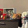 cat, sleeping, indoor, cabinet, decor, flowers, cleaning_supplies, peanut_butter, gum, coins, glass_box, motivational_quote, orange_cat, resting, household_items, tissue_box, calm, feline, collar, wall