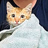 Mater joined the competition — help win amazing prizes! kitten, cat, orange_cat, wet_fur, towel, wrapped, close_up, cute, wide_eyes, pet, animal, indoor, person_holding, black_shirt, soft_texture, fur, small, young, adorable, curious