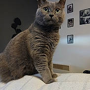 Mistigris participe au concours pour gagner de l'argent avec cette photo : cat, gray_cat, pet, feline, indoor, cozy, blanket, curious, alert, portrait, whiskers, ears, fur, home, wall_photos, framed_photos, living_room, mammal, animal, sitting